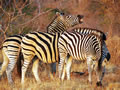 Zebra Group, Sabi Sand Game Reserve, &copy;Chris Carrick